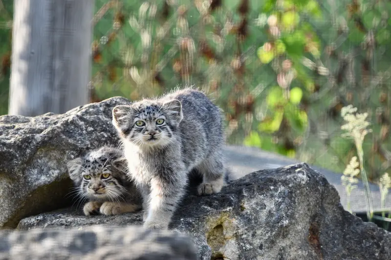 A photograph of a Pallas's cat in Port Lympne Wild Animal Park