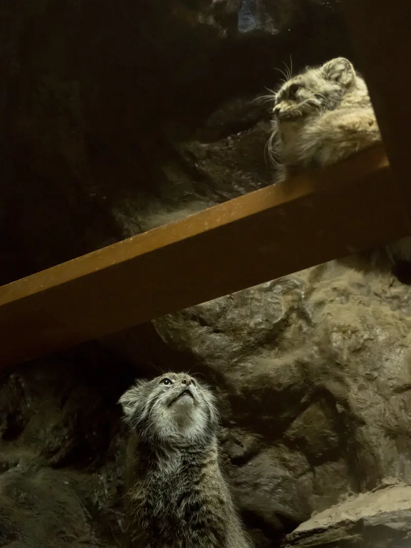 A photograph of Primula and Klyon in Ueno Zoological Gardens