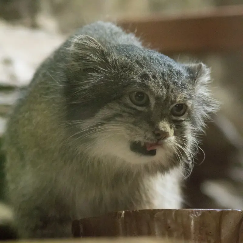 A photograph of Klyon in Ueno Zoological Gardens