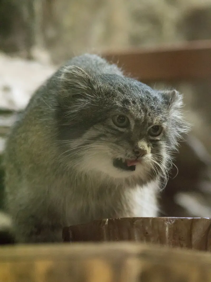 A photograph of Klyon in Ueno Zoological Gardens