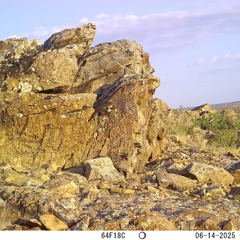 A photograph of Kazakh pika from Karashoky [new] camera trap