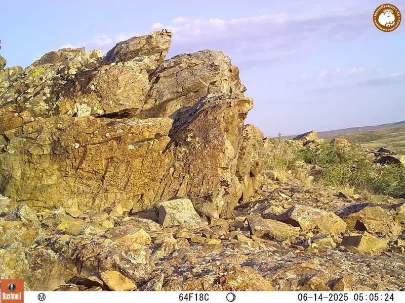 A photograph of Kazakh pika from Karashoky [new] camera trap