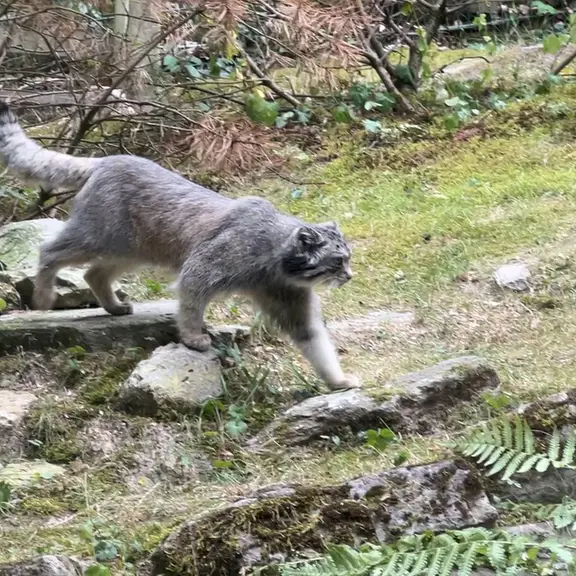 A photograph of a Pallas's cat in Opel Zoo