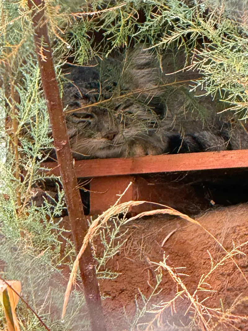 A photograph of Spay in Prague Zoo