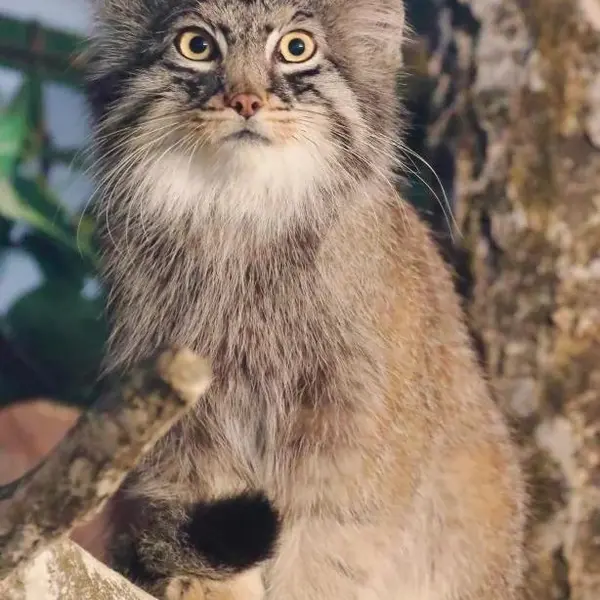 A photograph of Shar in Nasu Animal Kingdom