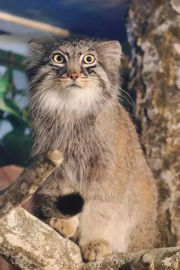 A photograph of Shar in Nasu Animal Kingdom