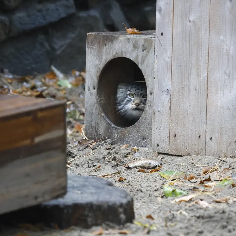 A photograph of Son of Lolo b.2026 Ⅱ in Novosibirsk Zoo