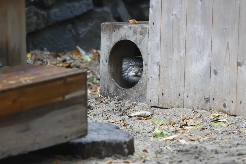 A photograph of Son of Lolo b.2026 Ⅱ in Novosibirsk Zoo