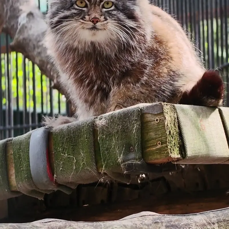 A photograph of a Pallas's cat in Novosibirsk Zoo