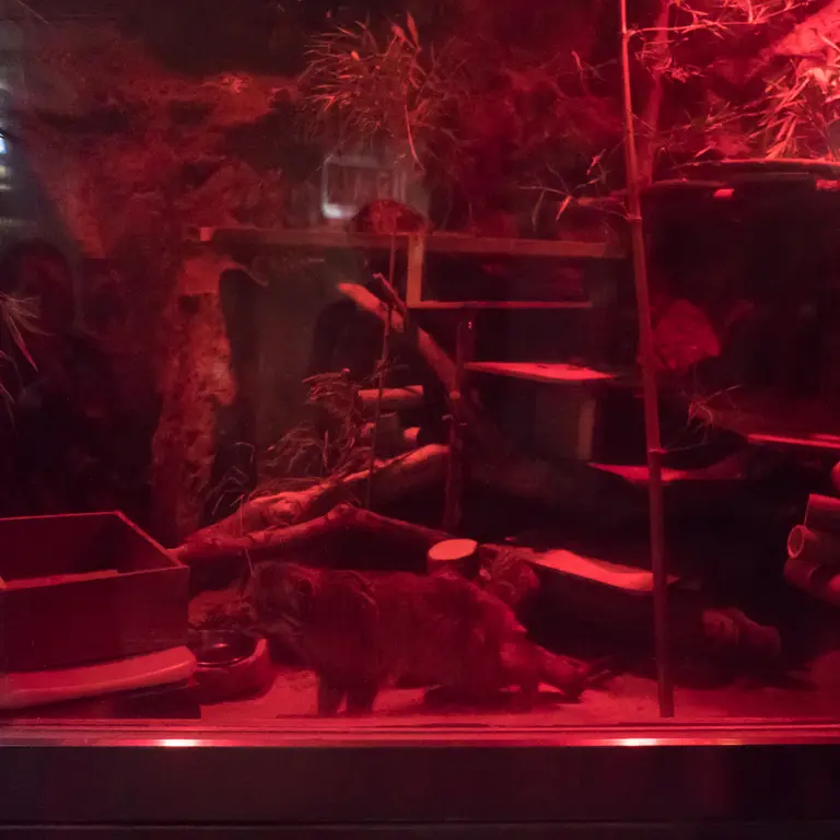 A photograph of Naim in Ueno Zoological Gardens
