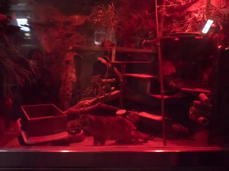 A photograph of Naim in Ueno Zoological Gardens