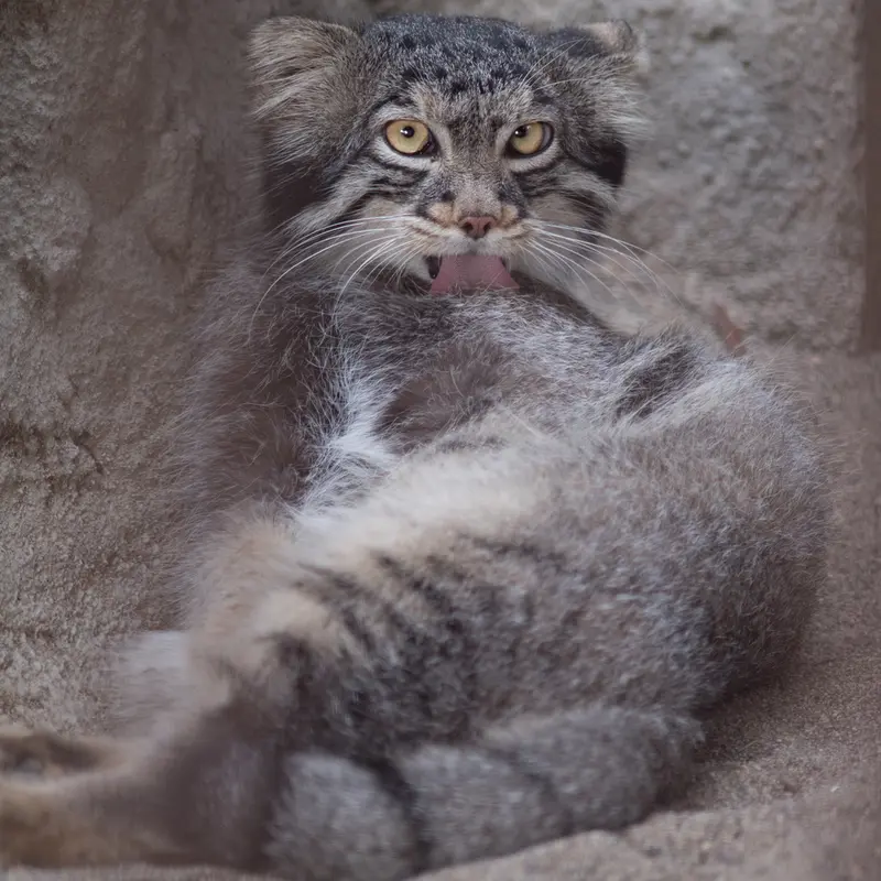 A photograph of Figa in Nogeyama Zoo