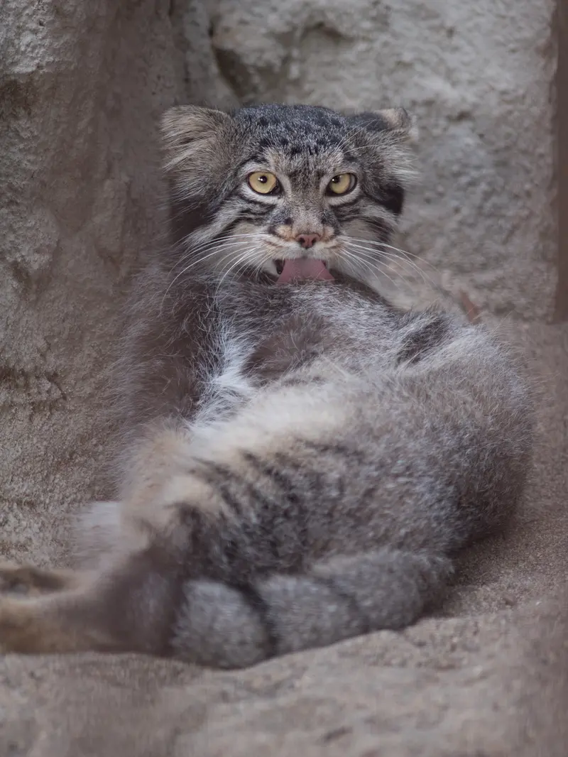 A photograph of Figa in Nogeyama Zoo