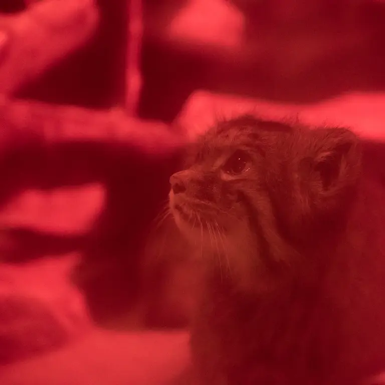 A photograph of Naim in Ueno Zoological Gardens
