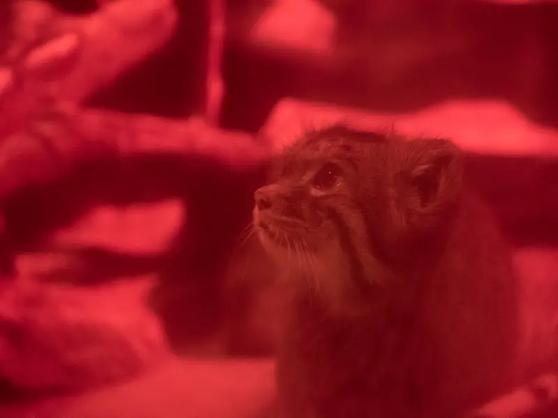 A photograph of Naim in Ueno Zoological Gardens