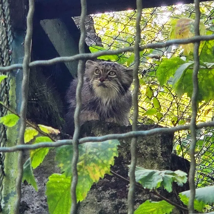 A photograph of Maneki-Neko in Tierpark Berlin