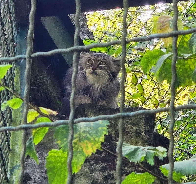 A photograph of Maneki-Neko in Tierpark Berlin