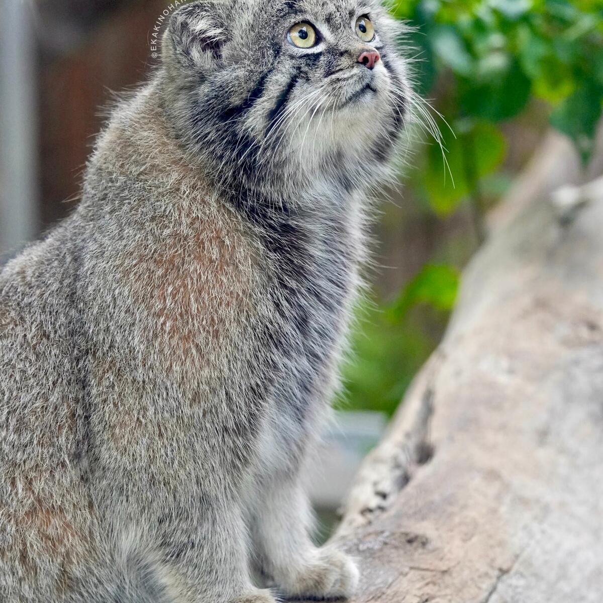 A photograph of Nar in Kobe Animal Kingdom • Manulization - Pallas’s Cats