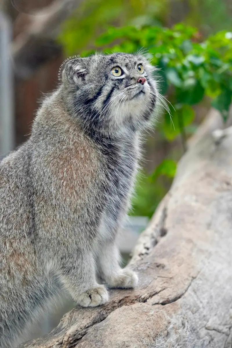 A photograph of Nar in Kobe Animal Kingdom