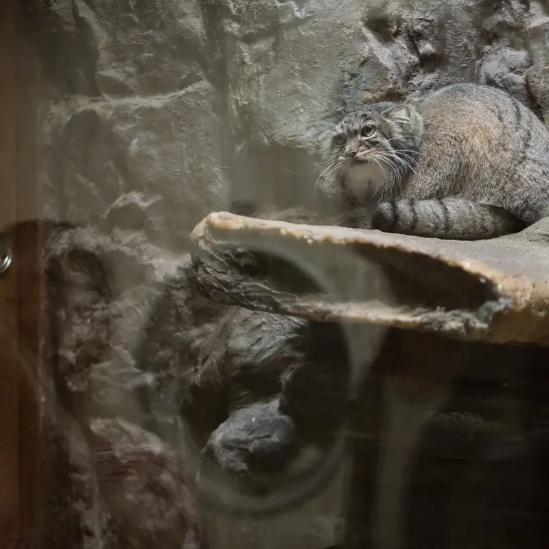 A photograph of Shafran in Ueno Zoological Gardens