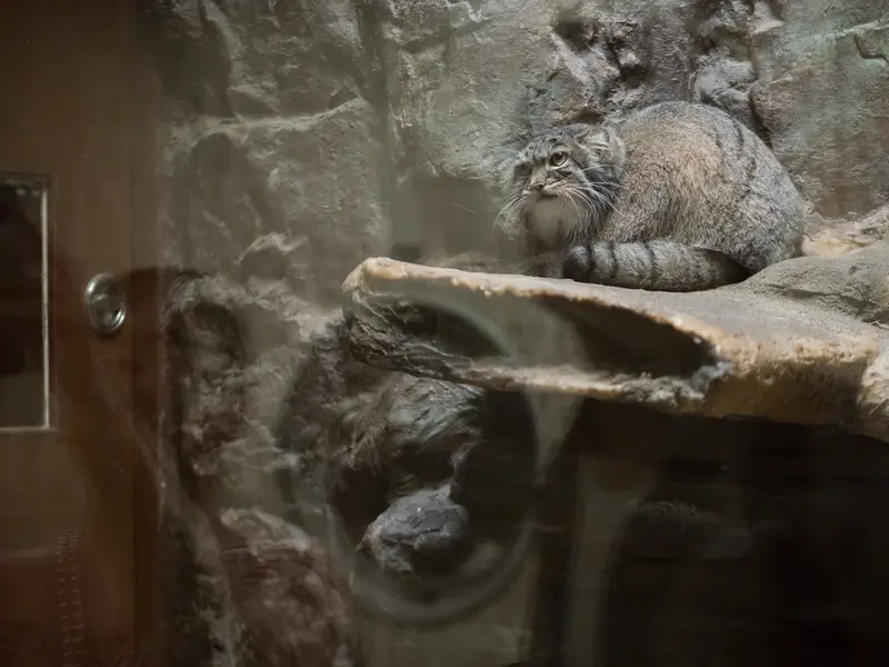 A photograph of Shafran in Ueno Zoological Gardens