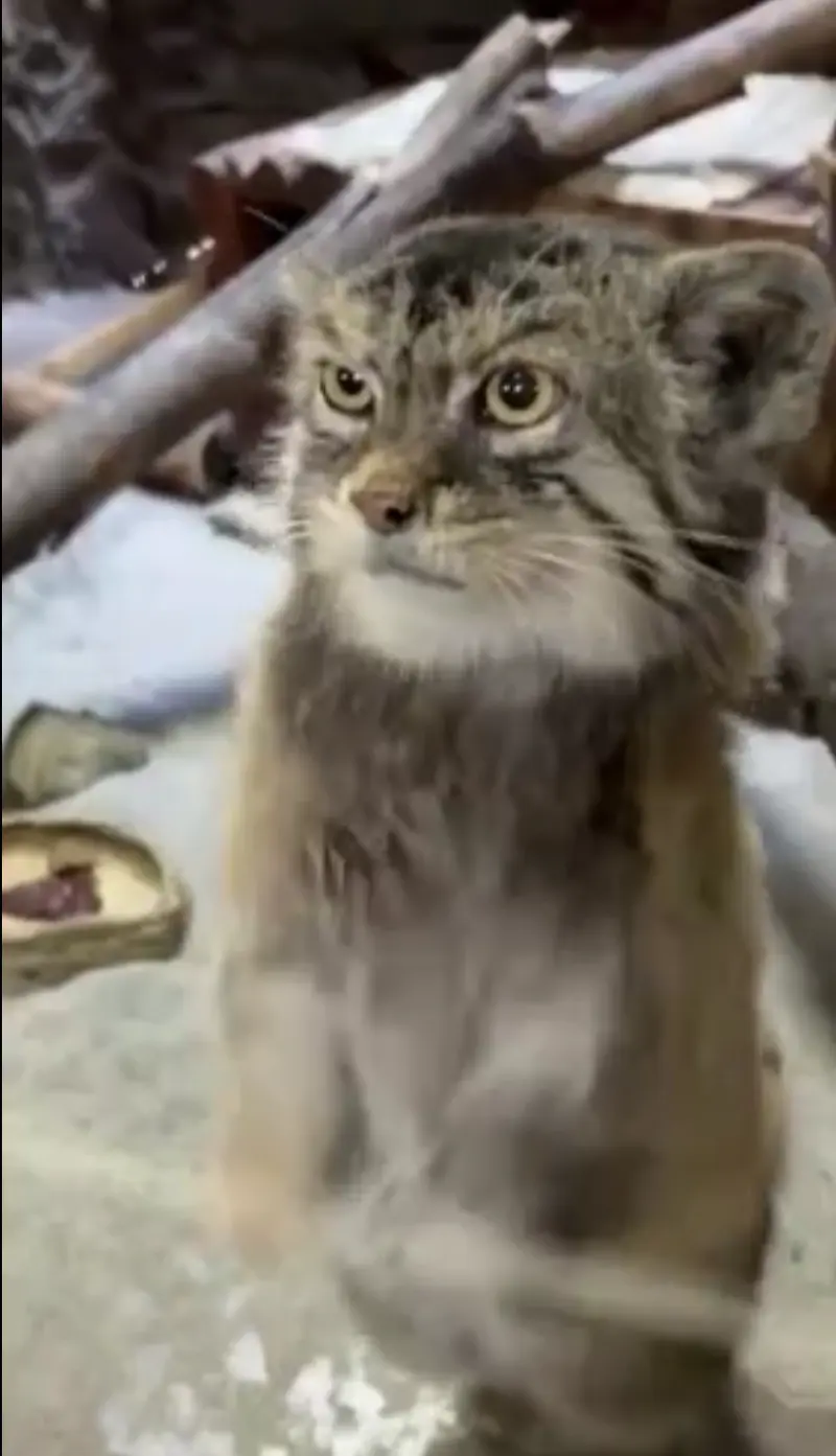 A photograph of a Pallas's cat