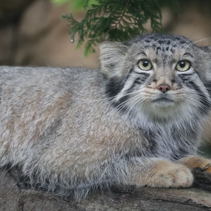 A photograph of Nagomu in Nasu Animal Kingdom