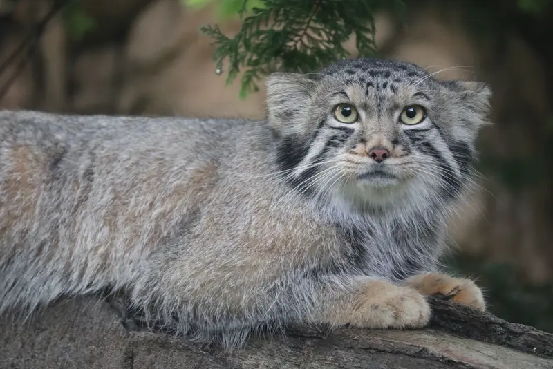 A photograph of Nagomu in Nasu Animal Kingdom