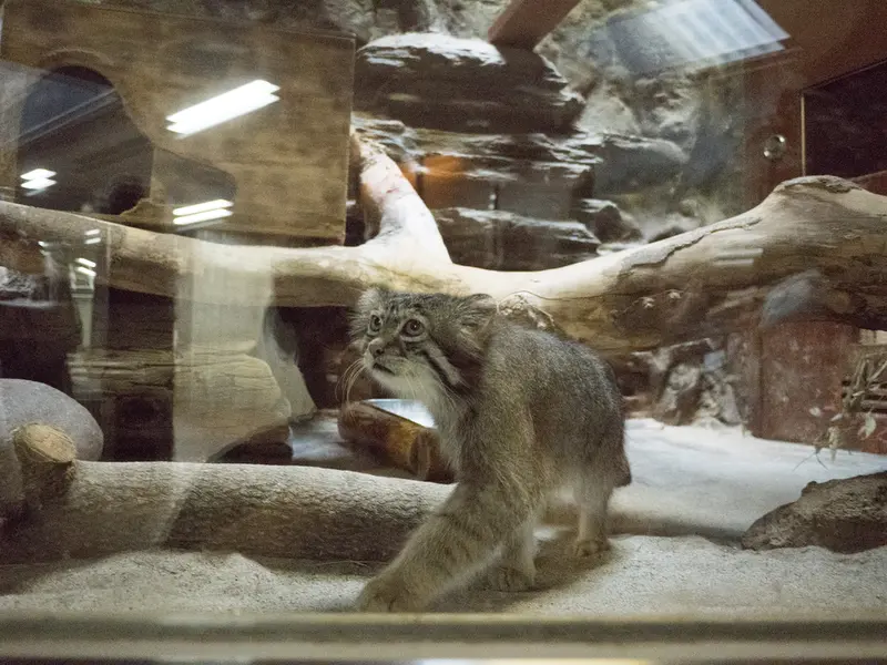 A photograph of Klyon in Ueno Zoological Gardens