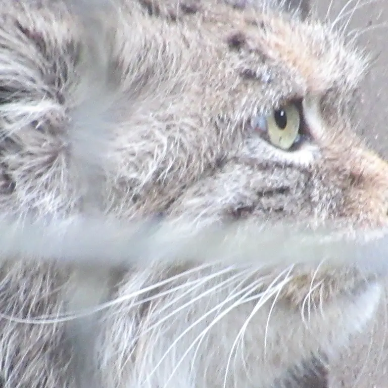 A photograph of a Pallas's cat in Warsaw Zoo