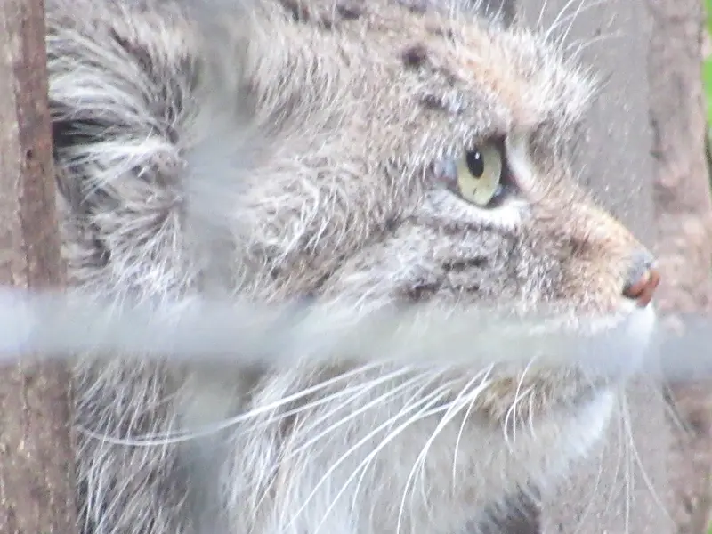 A photograph of a Pallas's cat in Warsaw Zoo