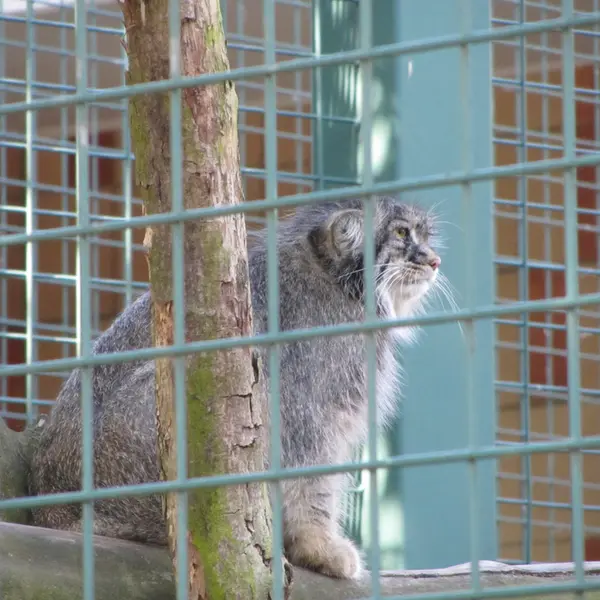 A photograph of a Pallas's cat in Tierpark Berlin