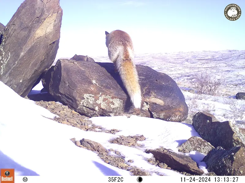 A photograph of Red fox from Koshkar camera trap