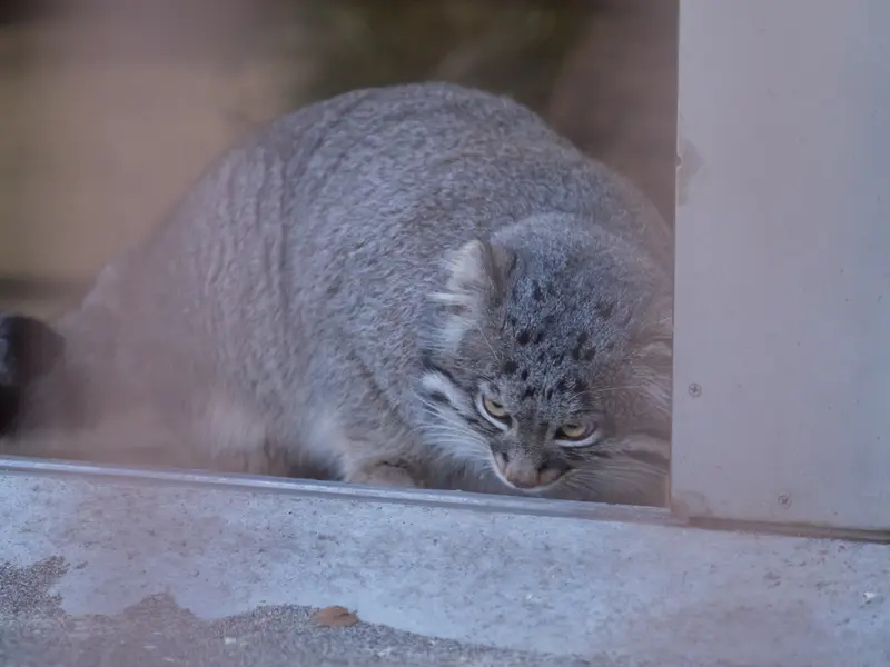A photograph of Figa in Nogeyama Zoo