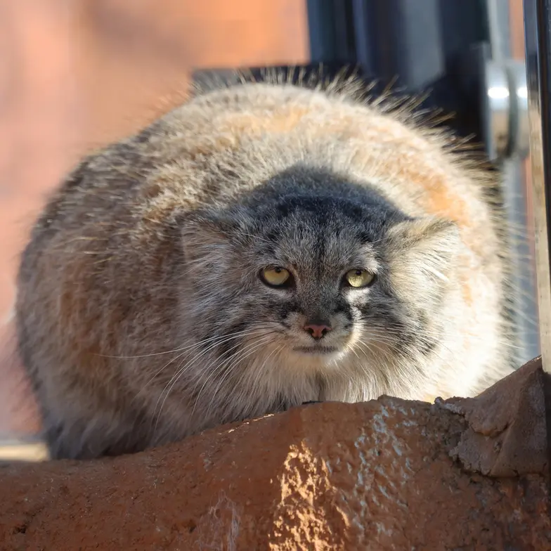 A photograph of Prinsessa in Prague Zoo