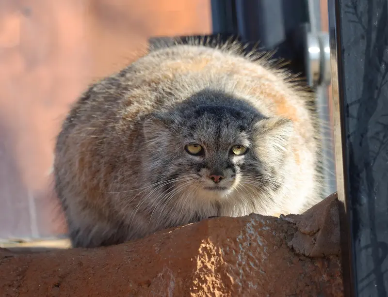 A photograph of Prinsessa in Prague Zoo