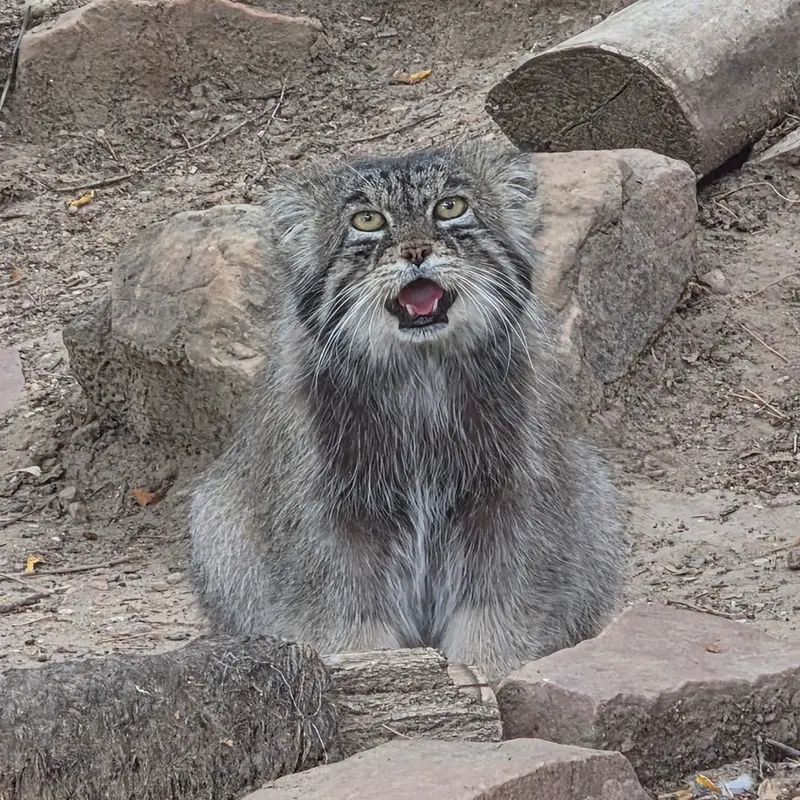 A photograph of Tai Chi in Pueblo Zoo