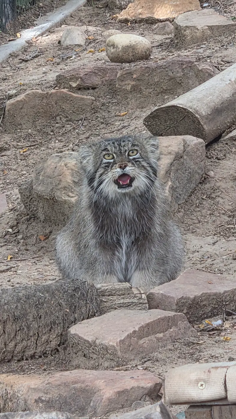 A photograph of Tai Chi in Pueblo Zoo