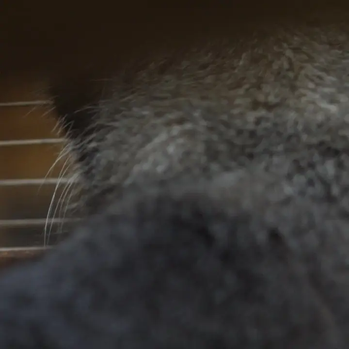 A photograph of a Pallas's cat in Ueno Zoological Gardens