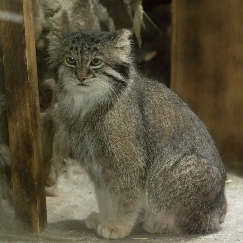 A photograph of Klyon in Ueno Zoological Gardens