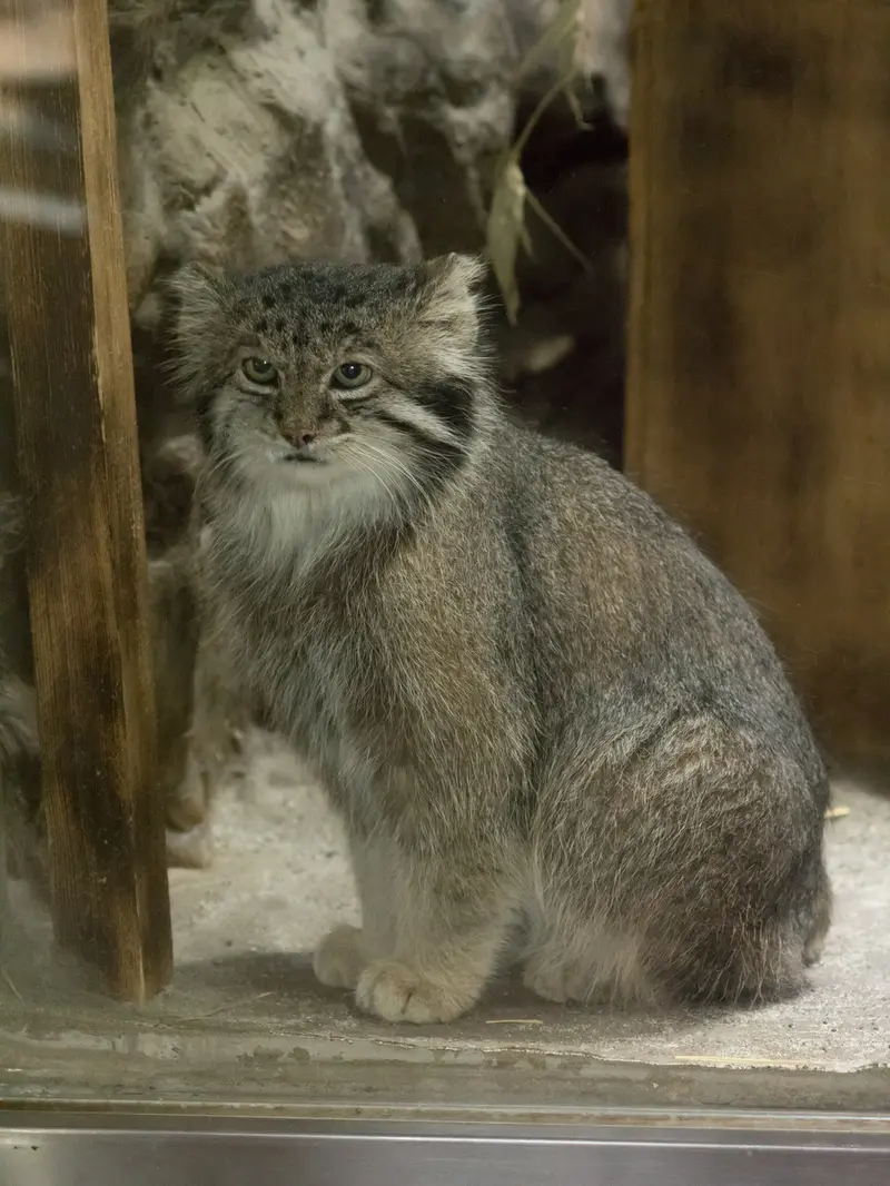 A photograph of Klyon in Ueno Zoological Gardens