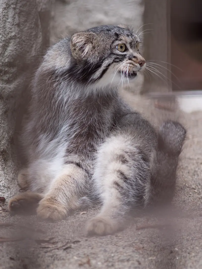 A photograph of Figa in Nogeyama Zoo