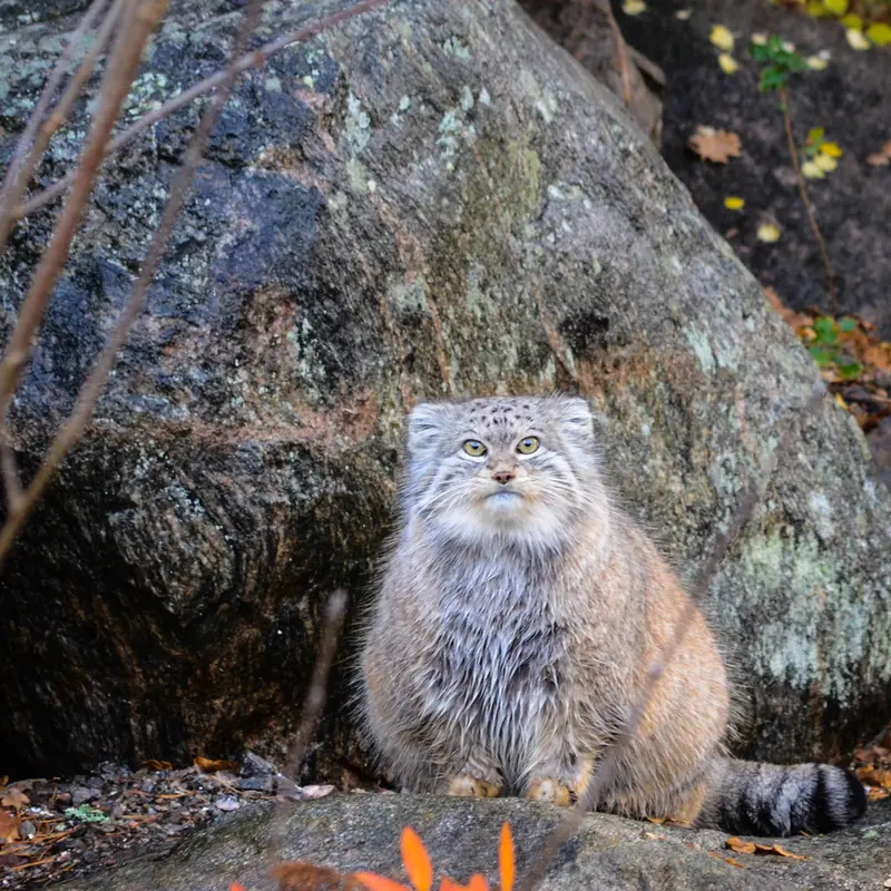 A photograph of Benny in Parken Zoo