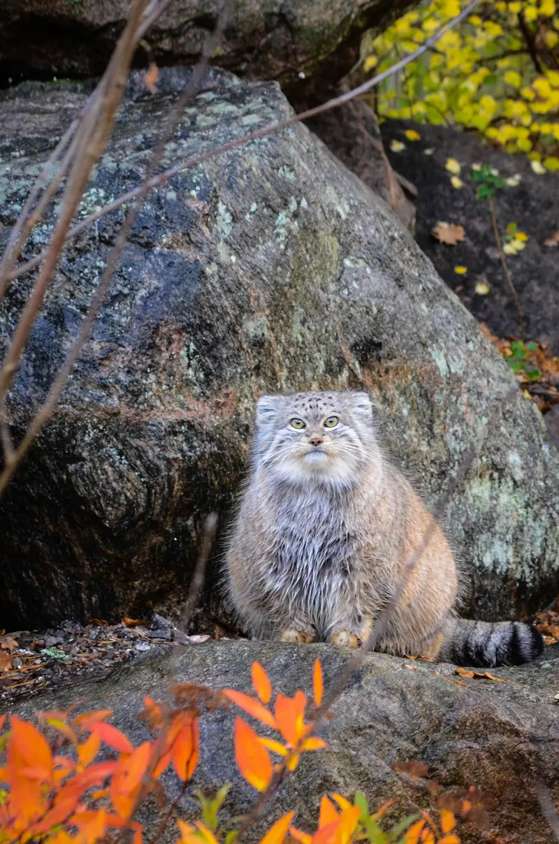 A photograph of Benny in Parken Zoo