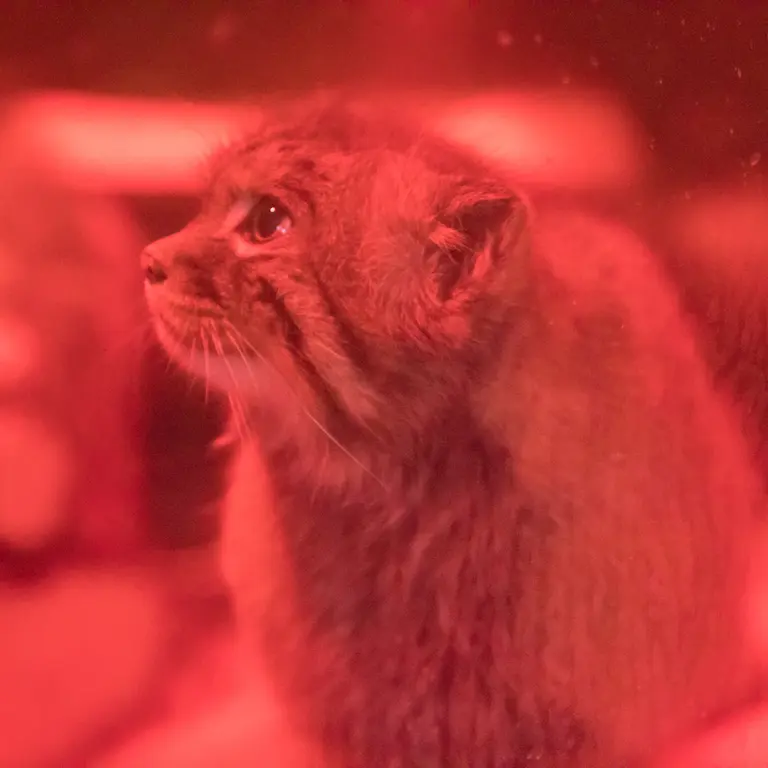 A photograph of Naim in Ueno Zoological Gardens