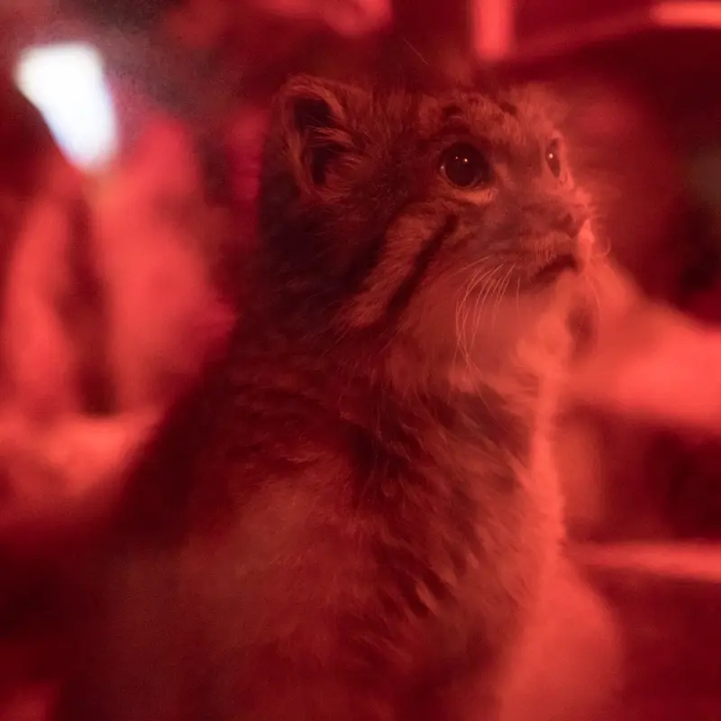 A photograph of Naim in Ueno Zoological Gardens