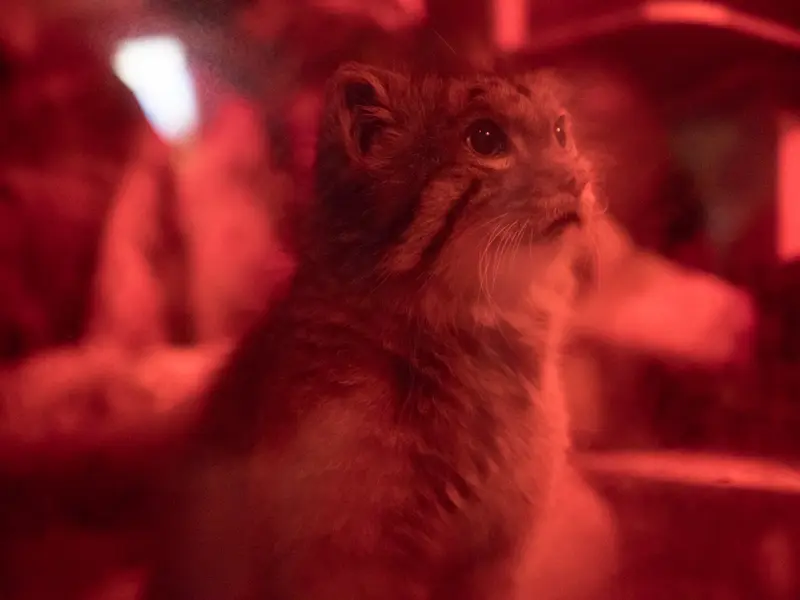 A photograph of Naim in Ueno Zoological Gardens