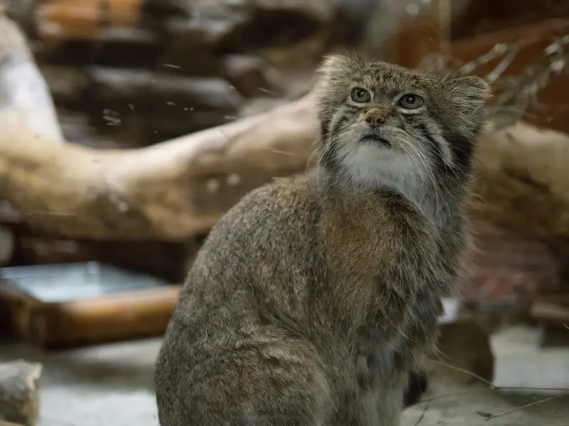 A photograph of Klyon in Ueno Zoological Gardens