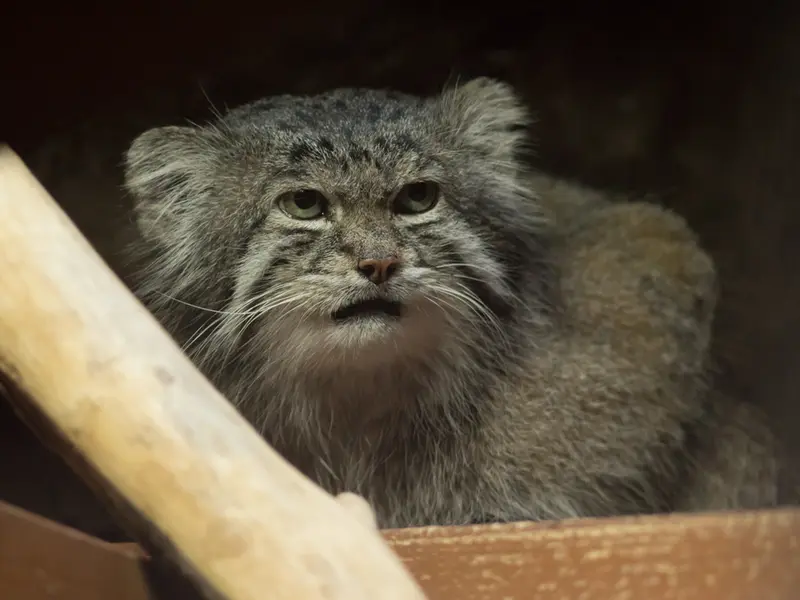A photograph of Klyon in Ueno Zoological Gardens