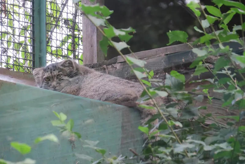 A photograph of Boris Ⅱ in Budapest Zoo & Botanical Garden